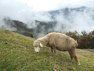 山坡上吃草的羊