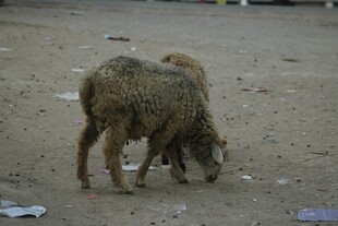 两只羊在泥地中亲昵互动