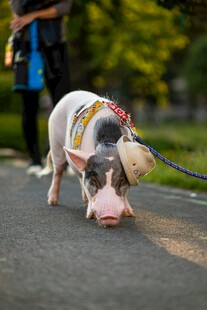 街头萌宠小猪被牵遛