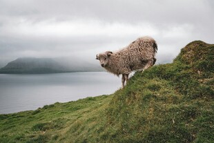山坡上的孤羊