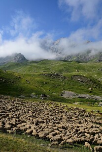 草原羊群与远山美景