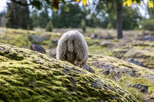 苔藓地上的毛茸茸小动物