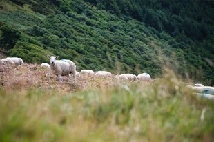山间牧场上的羊群
