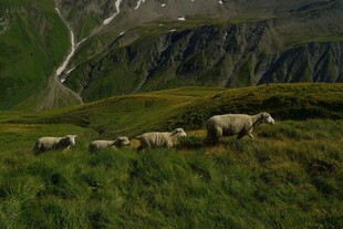 山间草地羊群悠然景象