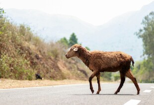 公路上行走的野生山羊