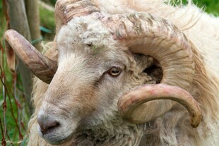 大角绵羊特写