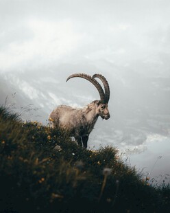 高山上的长角野山羊