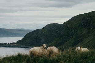 山间湖畔的悠闲羊群