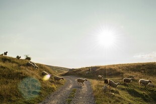 山间小路阳光洒落美景