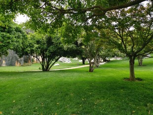 绿意盎然的草地与树木