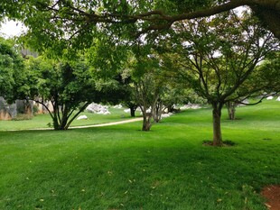 绿荫下的清新草坪风光