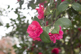 娇艳欲滴的盛开山茶花