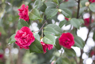 娇艳欲滴的红色山茶花