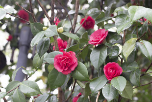 娇艳盛开的红色山茶花