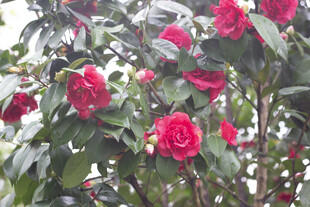 盛开的艳丽红色山茶花