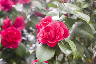 娇艳红山茶绽放绿叶间