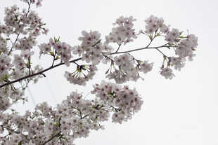 枝头绽放的粉嫩樱花