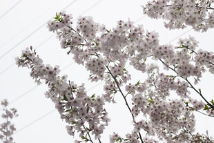 枝头绽放的美丽淡粉樱花