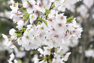绽放的美丽樱花