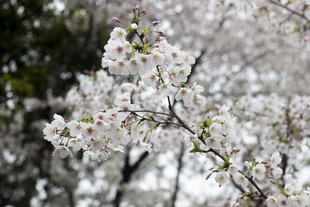 枝头绽放的美丽白色樱花