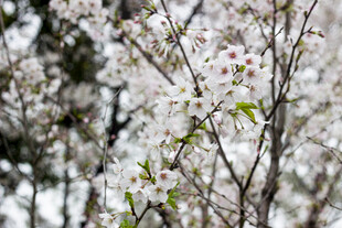 春日绽放的洁白樱花