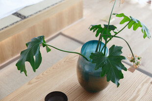 蓝瓶绿植 清新自然小景