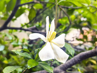 栀子花