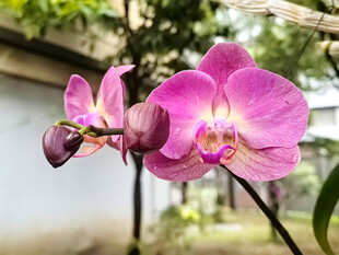 蝴蝶兰