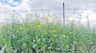 油菜花