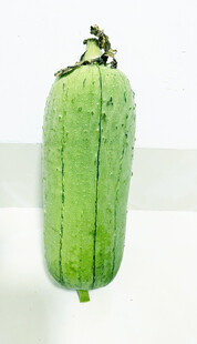 蒲瓜