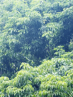 芒果树