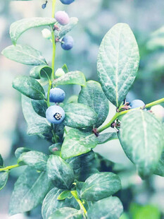 蓝莓树