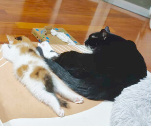 猫