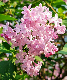 粉色丁香花绽放