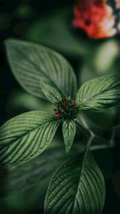 绿叶红花植物特写