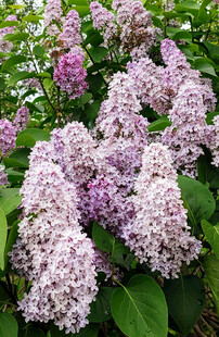 紫丁香绽放的美丽景致