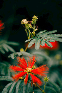艳丽朱缨花绽放