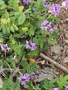 紫色小花绽放于绿植间
