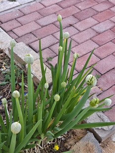 砖路旁的葱莲绽放