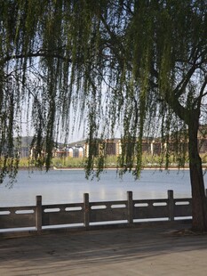 湖畔垂柳景
