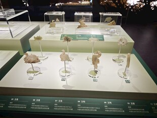 古代文物展示模型