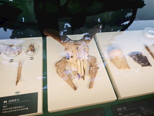 展示柜中的精美化石标本