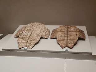 古代龟甲文物展示