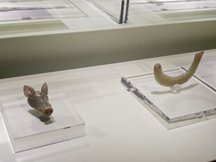 展示台上的古生物化石标本