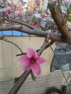 枝头绽放的娇艳粉色桃花