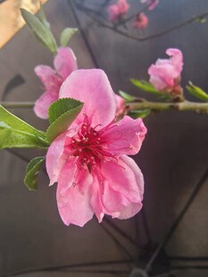 娇艳桃花绽放枝头