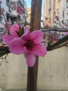 娇艳桃花枝头绽放