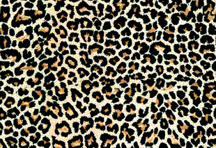 豹纹 图案