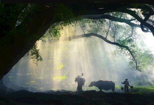 林间光影下的牧牛场景