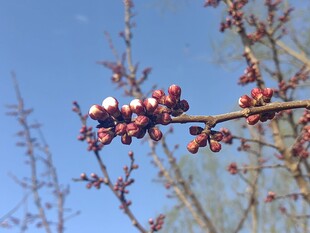 枝头红果映蓝天